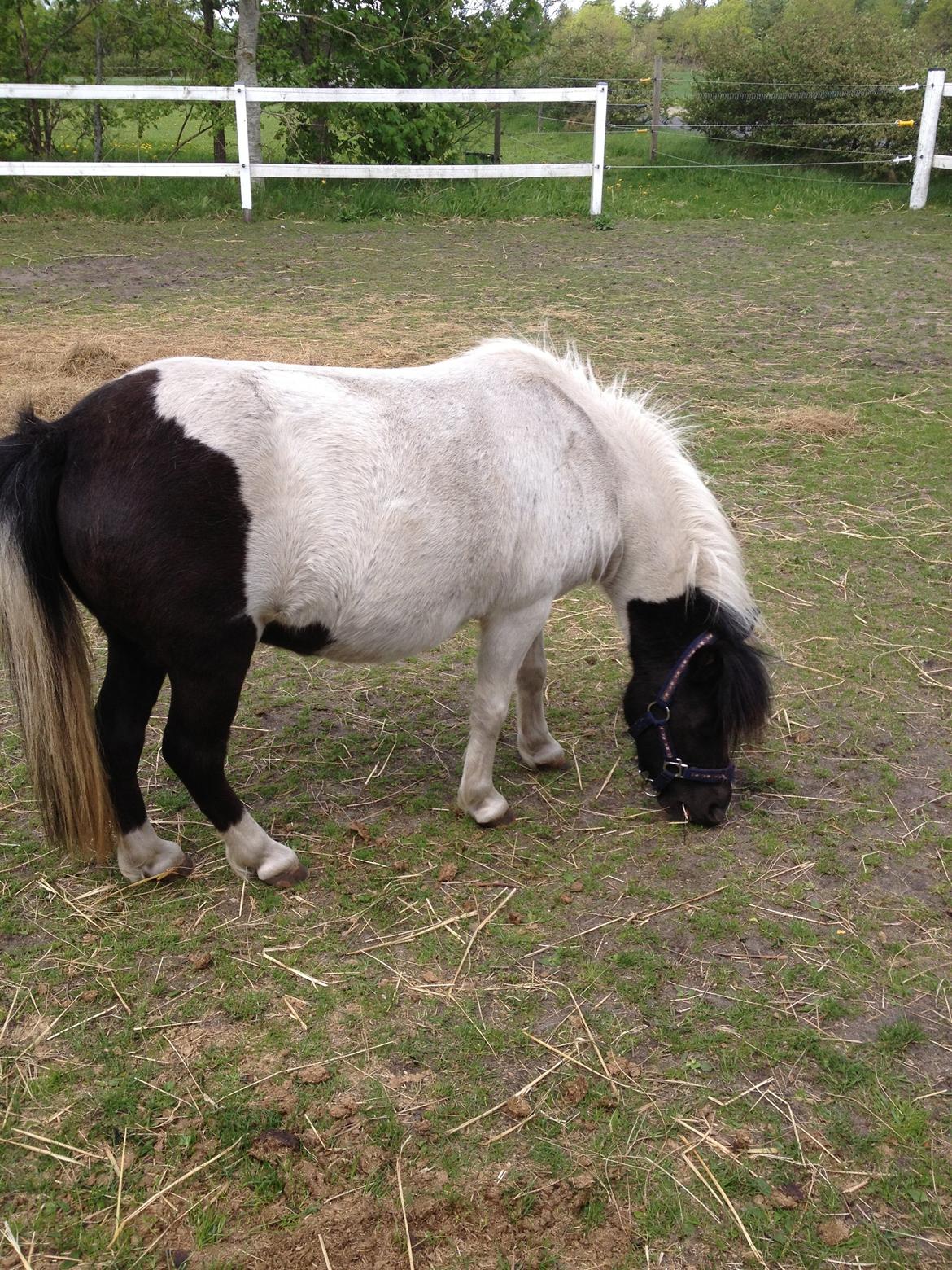 Anden særlig race Perle billede 8