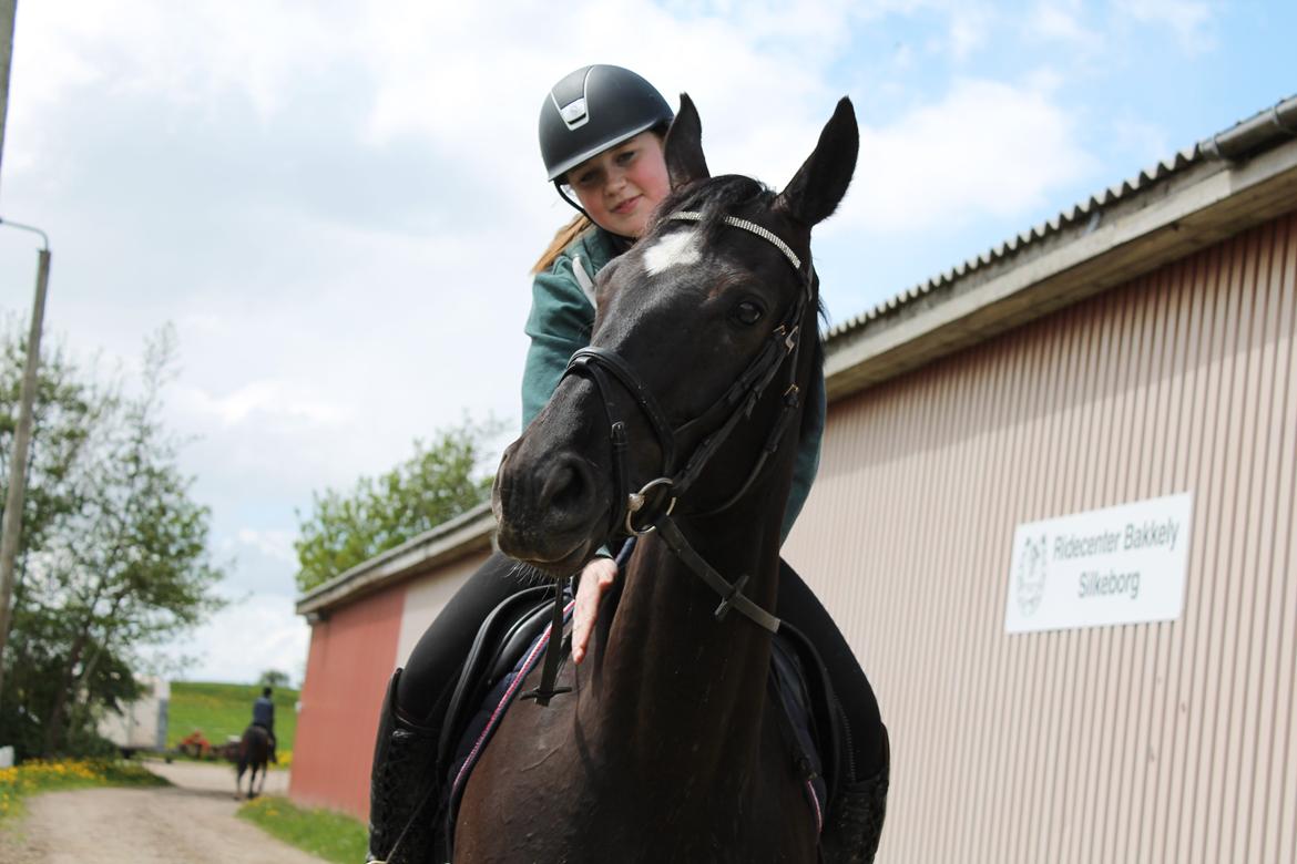 Dansk Varmblod ANEMONE N billede 9