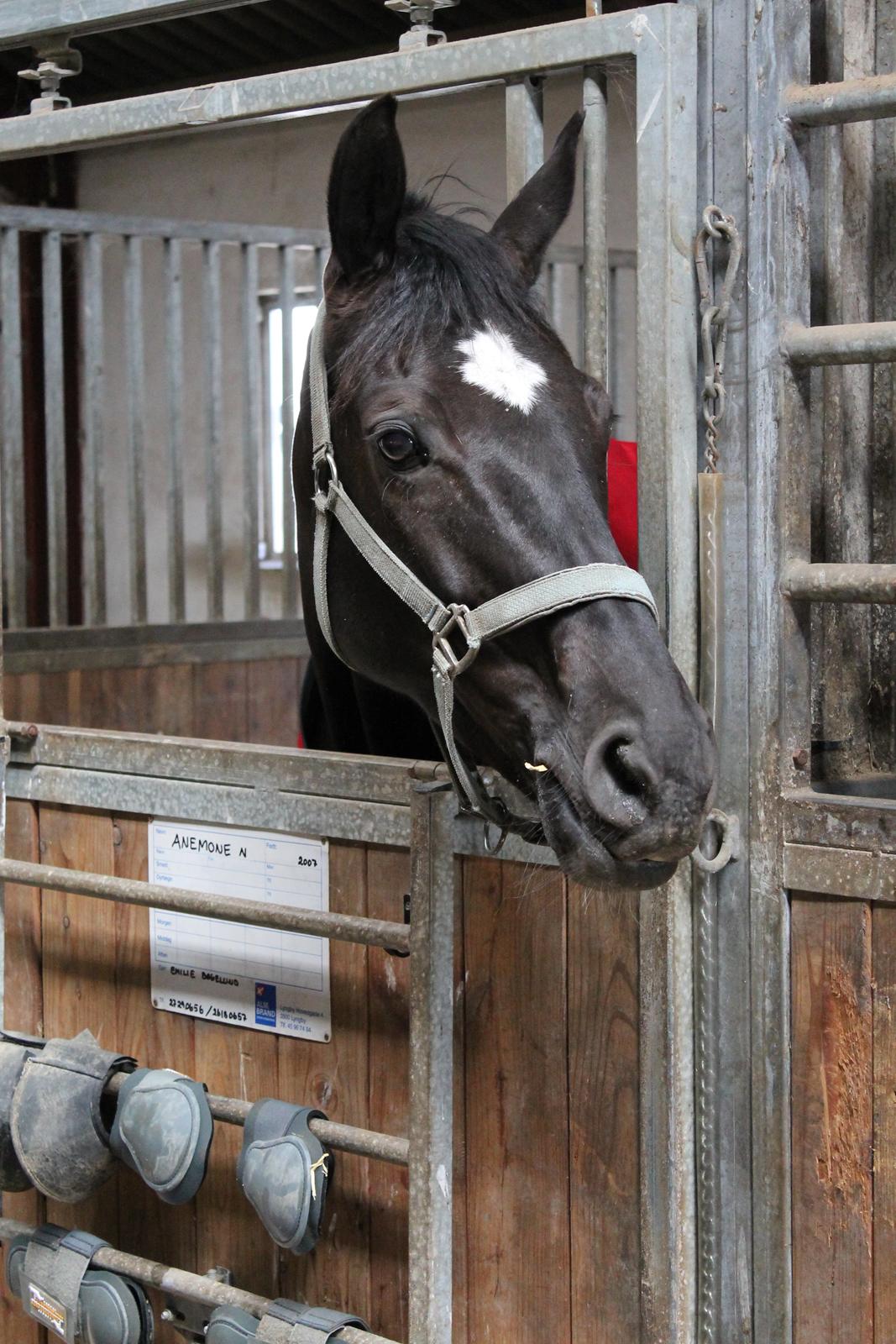 Dansk Varmblod ANEMONE N - Velkommen til Anemones profil. billede 1