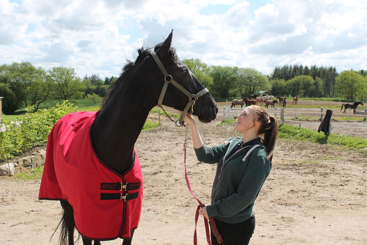 Dansk Varmblod ANEMONE N billede 10