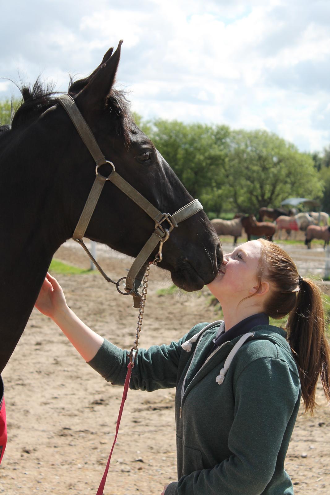 Dansk Varmblod ANEMONE N - Kys til baby <3 billede 5