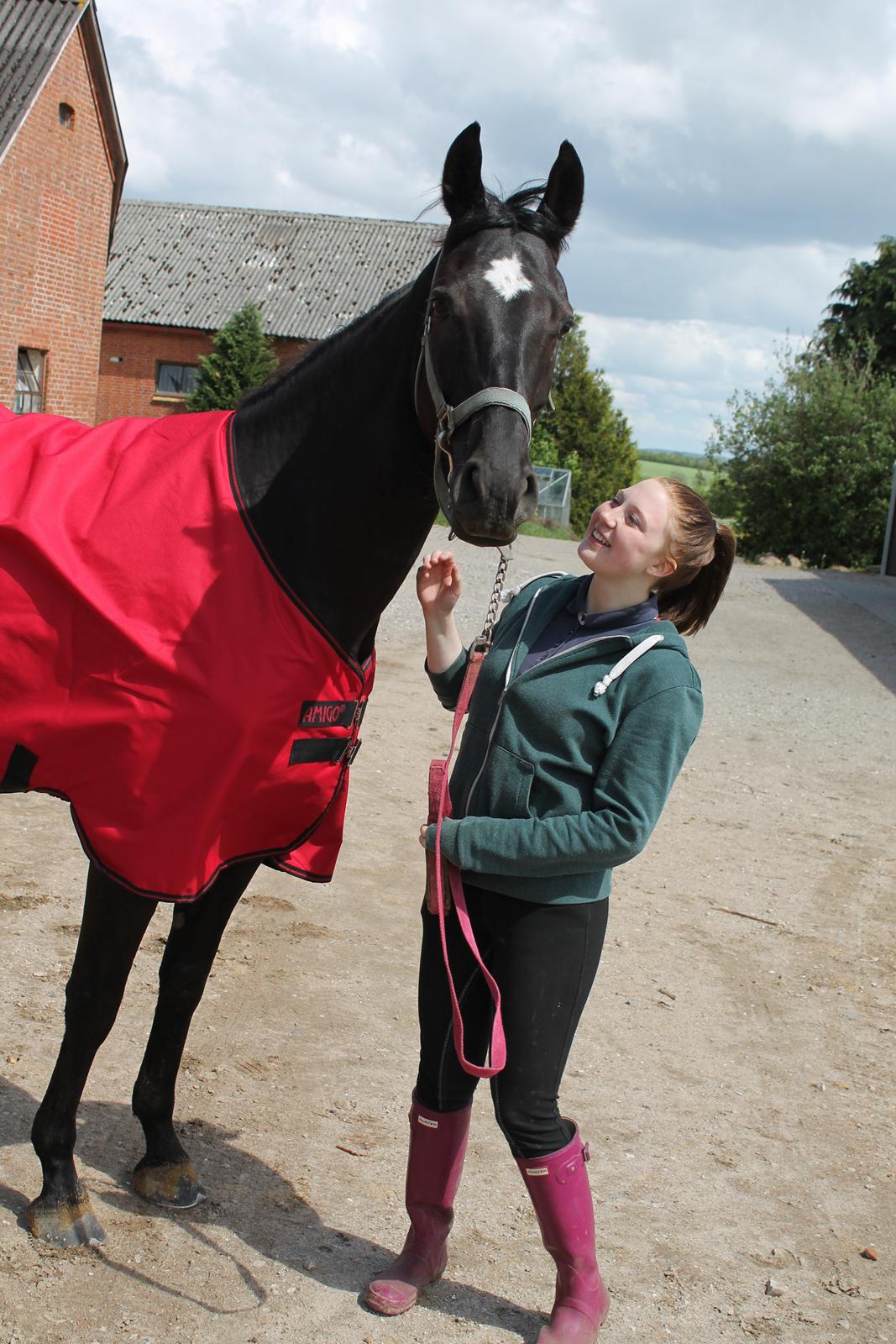 Dansk Varmblod ANEMONE N billede 2