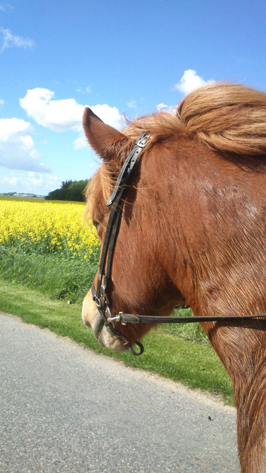 Islænder Sia billede 2