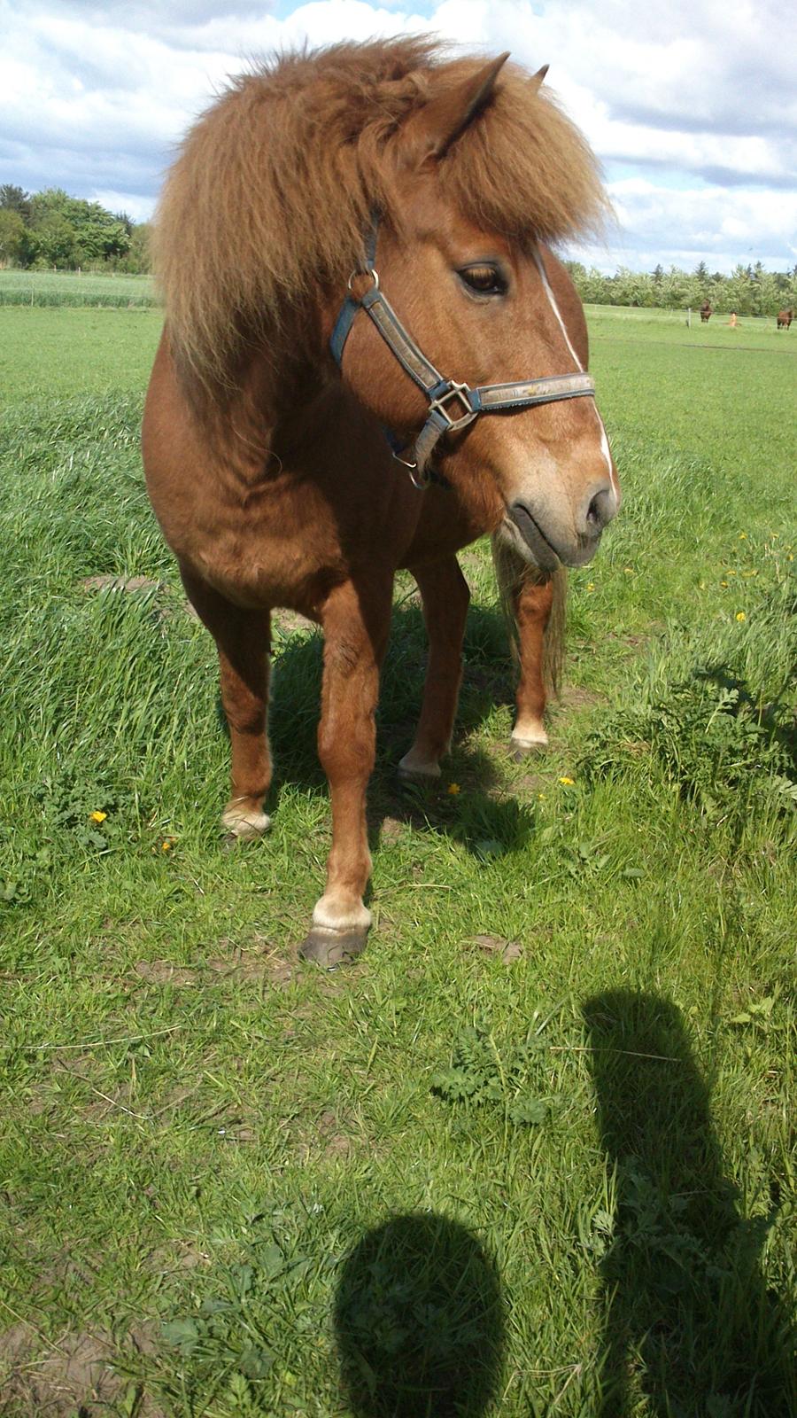 Islænder kappi billede 17