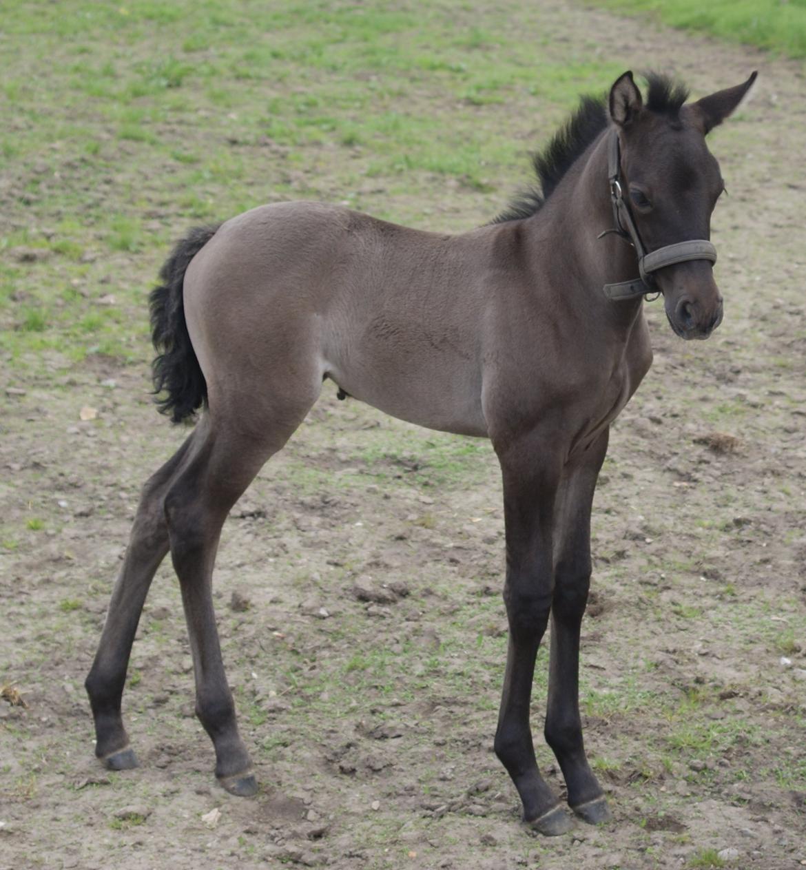 Pura Raza Española Rohans Narja billede 8