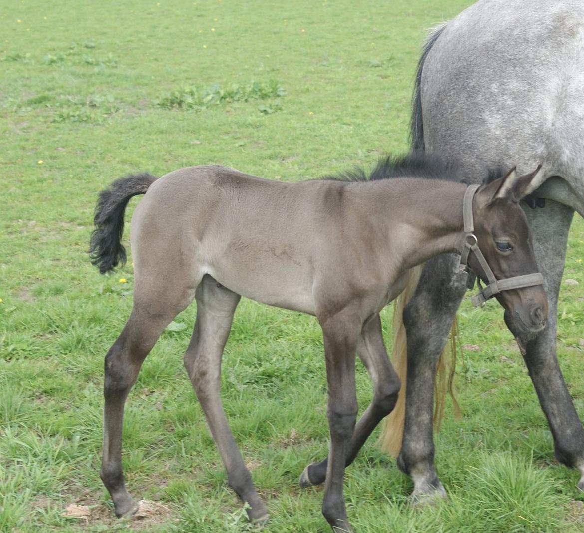 Pura Raza Española Rohans Narja billede 13