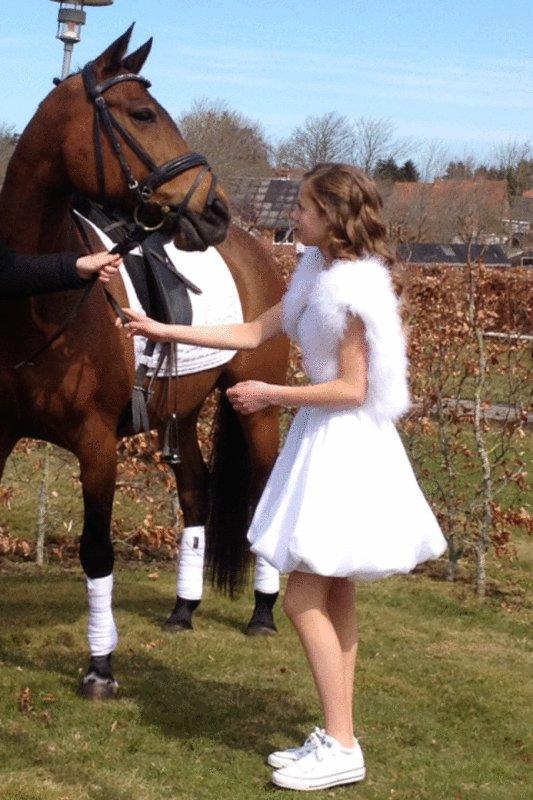 Hollandsk Sportspony Mistrall van orchid - konfirmation<3 billede 3