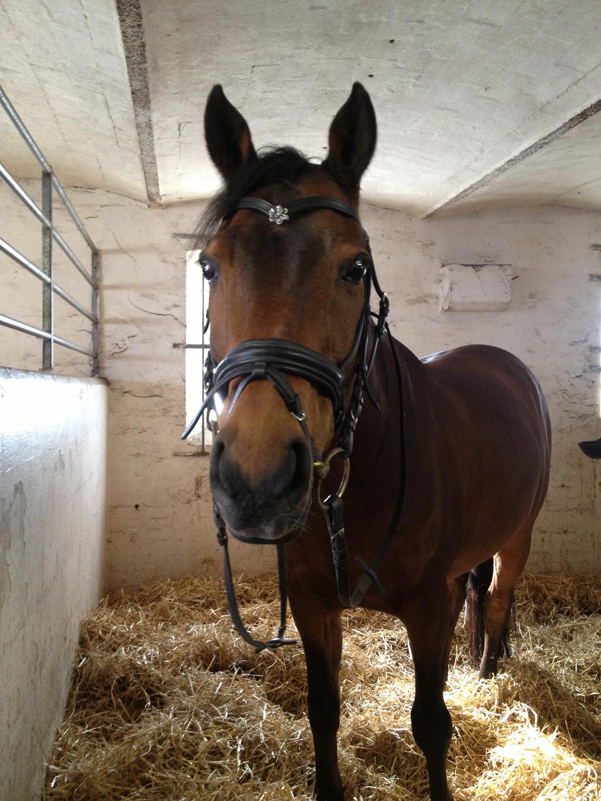 Hollandsk Sportspony Mistrall van orchid - fik et nyt pandebånd i konfirmation gave af de gamle ejer, det er så fint til ham <3 billede 6