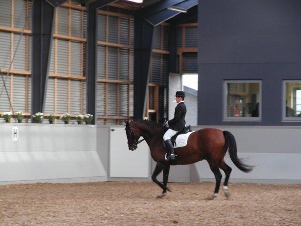 Trakehner Leonhard ( bamse ) - Fanten i hans unge dage, han kan desværre ikke dette mere :(  billede 13