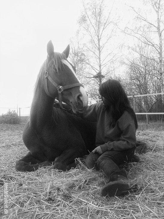 Hollandsk Varmblod ¨˜”°º• Rosa•º°”˜¨ Elsket & savnet. - What love is.. <3 billede 11