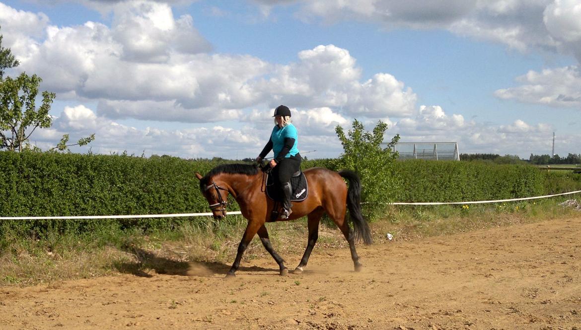Anden særlig race Sibiriens Chestar billede 25