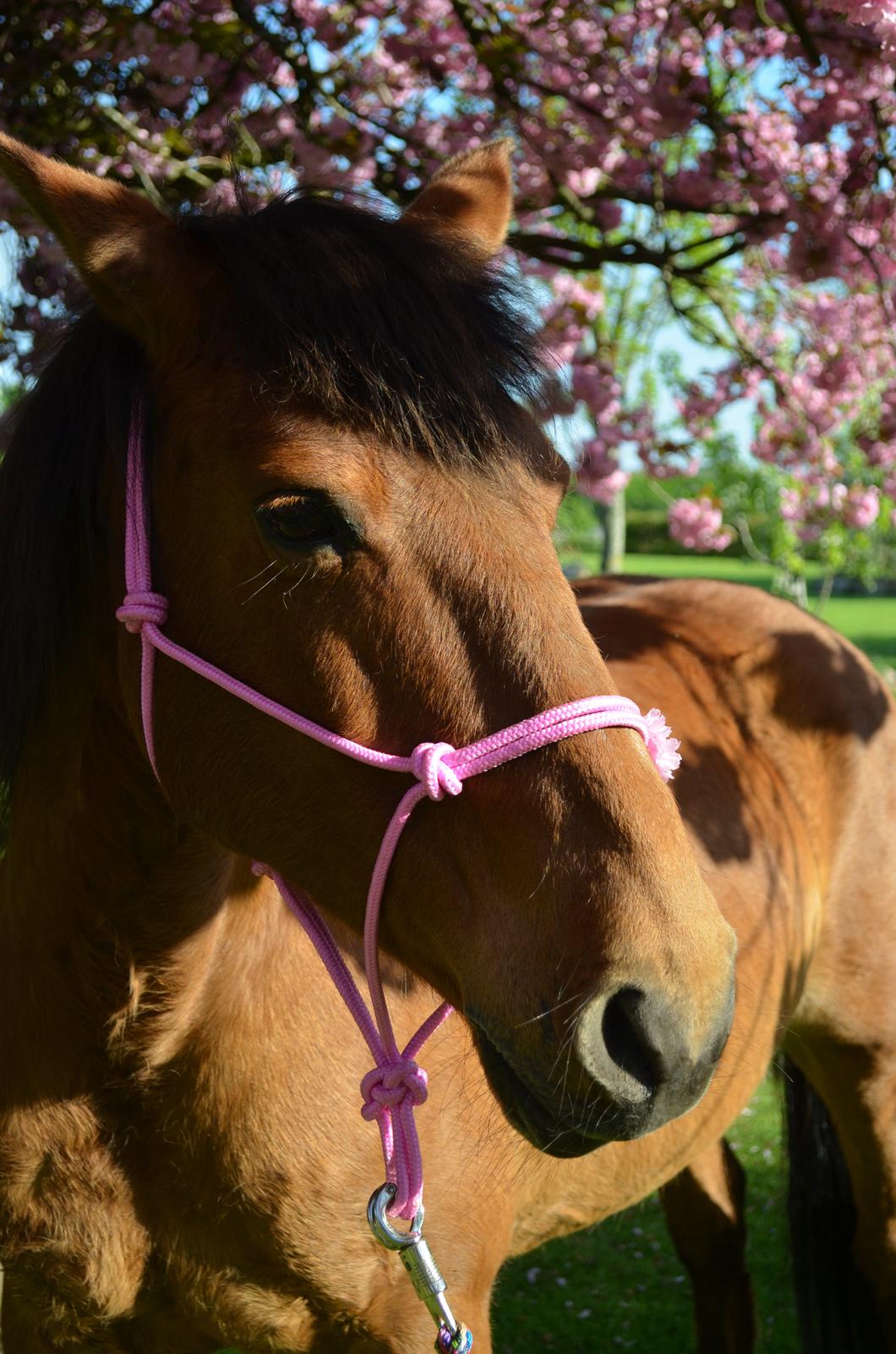 Anden særlig race Flicka billede 7