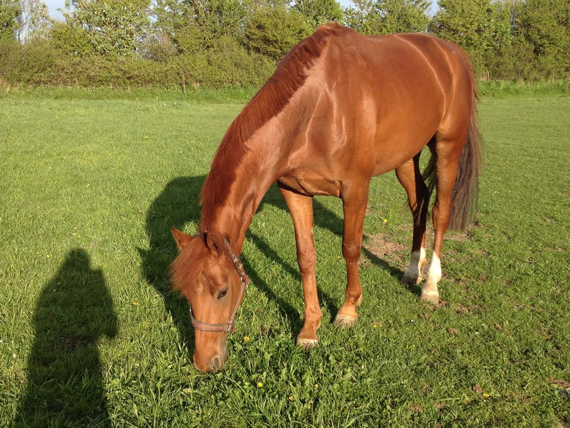 Dansk Varmblod Golden Three - 23/5-13 billede 18