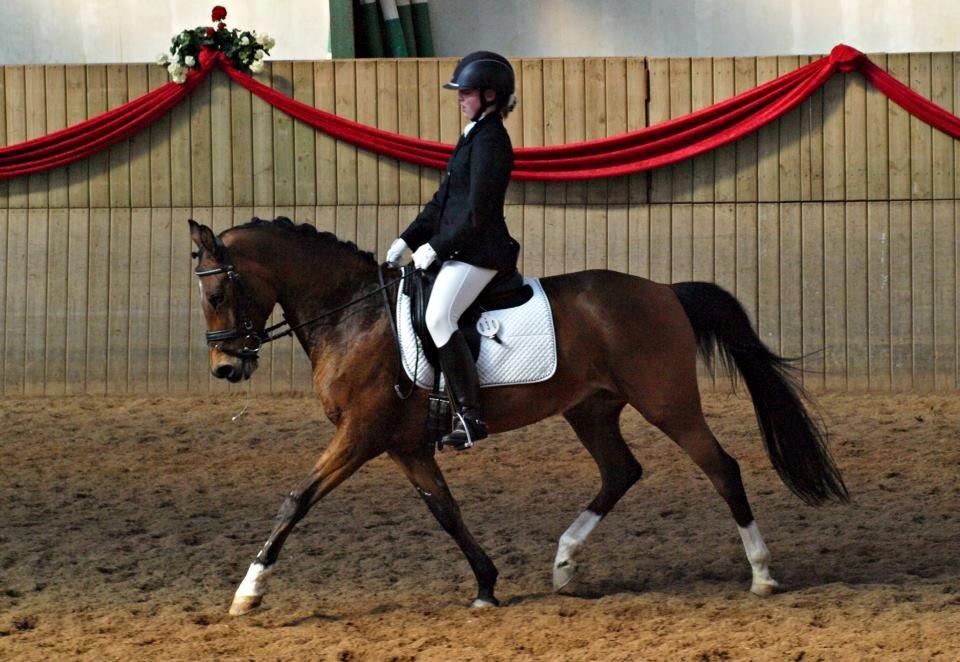 Hollandsk Sportspony Andorra *B-pony* Solgt - Fotograf: Annika Løvmose Holm billede 14