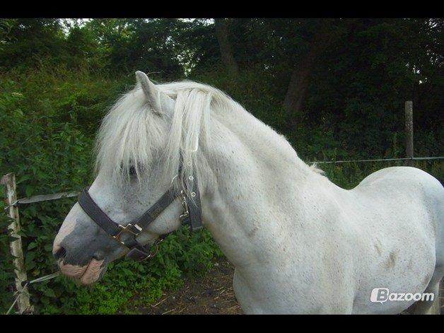 Welsh Partbred (Sec F) Harald Sir Bell - Smukkere findens der ikke andre hingeste som harald fyren <3 billede 4