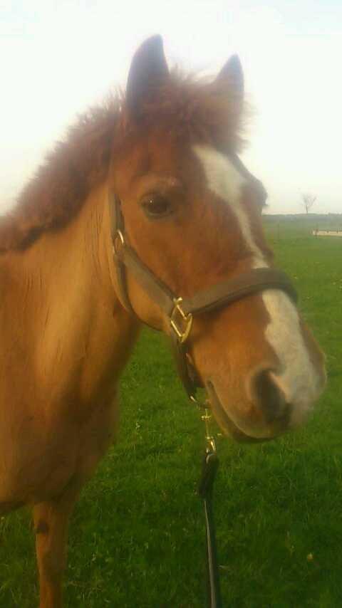 Anden særlig race Min Dreng Belci Hood:-*** - Eeeeeeeelsker digggggg!<3
 billede 9