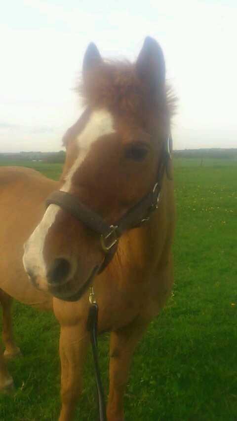 Anden særlig race Min Dreng Belci Hood:-*** - Flotte diggg skaaaatttt <3 billede 10