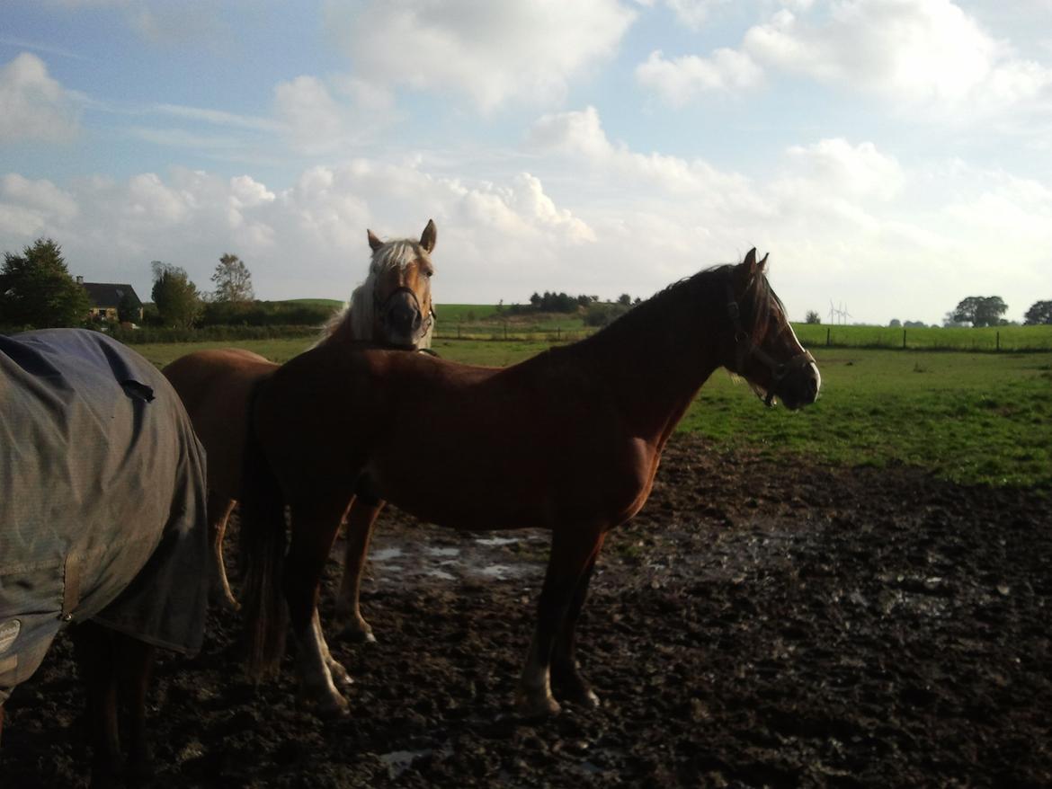 Haflinger Bamse - Hygger med drengene på folden:).. billede 13