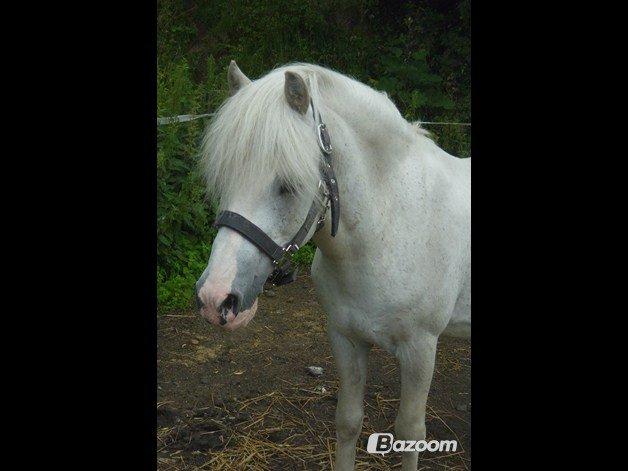 Welsh Partbred (Sec F) Harald Sir Bell - Jeg er en lækker fyr ;-) <3  billede 5
