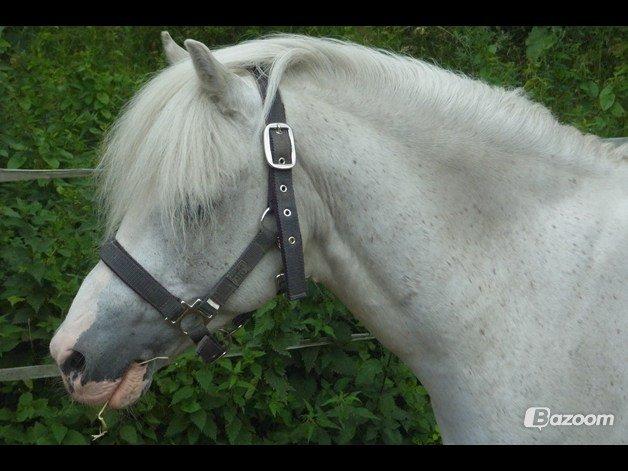 Welsh Partbred (Sec F) Harald Sir Bell - Selv om jeg kan være en sur dreng, kan jeg bestemt også være en glad dreng :-D <3  billede 6