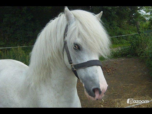 Welsh Partbred (Sec F) Harald Sir Bell - Jeg elsker dig harald basse<3 billede 1