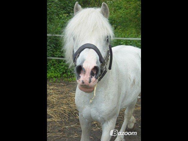 Welsh Partbred (Sec F) Harald Sir Bell - Er jeg lækker nok til kameraet? <3 billede 7