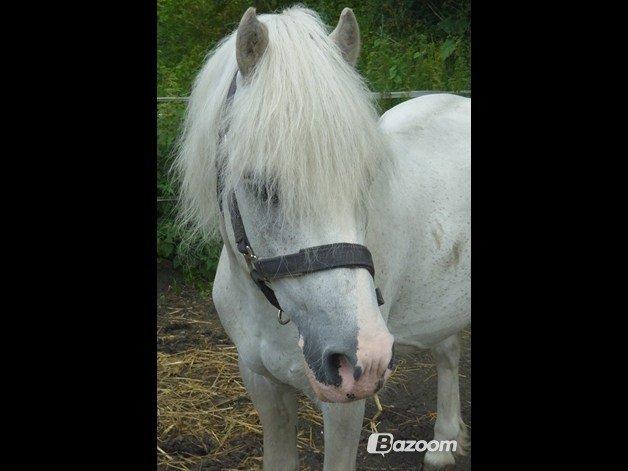 Welsh Partbred (Sec F) Harald Sir Bell - Tak fordi i kiggede med på haralds profil :-)  billede 20