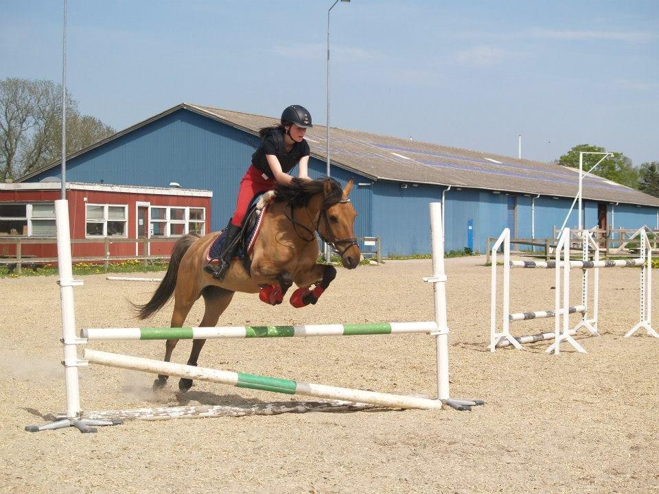 Anden særlig race Lady - Opvarmning <3. Foto Iben billede 17