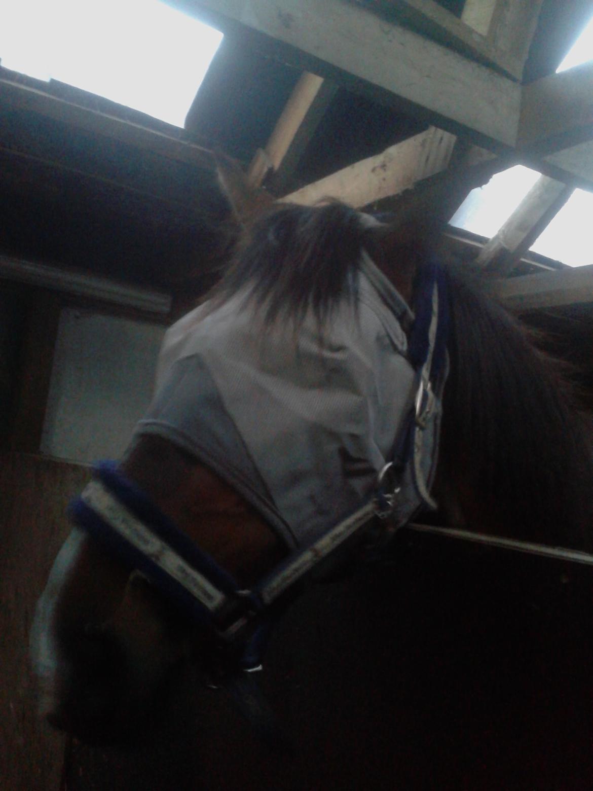 Traver Møffeline - Møffeline efter en dejlig spring time, selvfølgelig bidløst billede 9