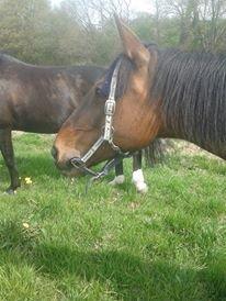 Traver Møffeline - Møffeline kan ikke finde ud af at have grime på, hun ender sjovt nok altid med at se sådan her ud <3 billede 10