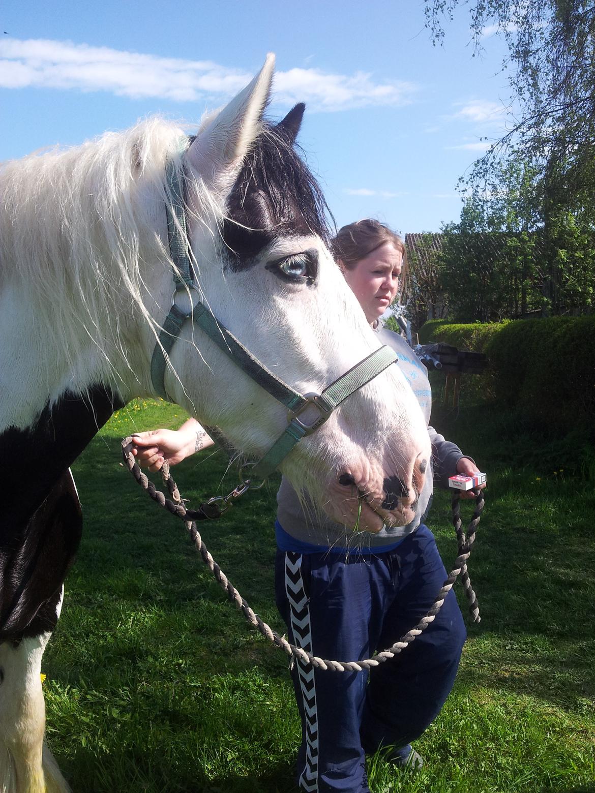 Irish Cob Willie McLeod billede 10