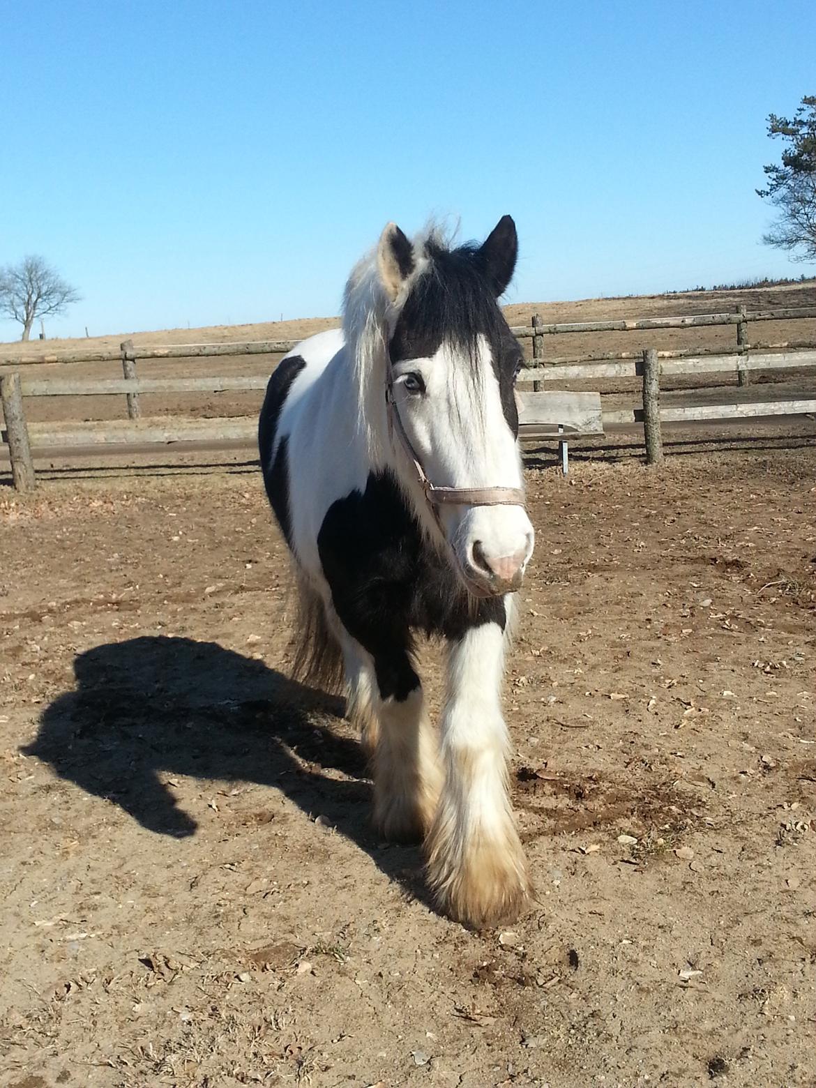 Irish Cob Willie McLeod billede 11