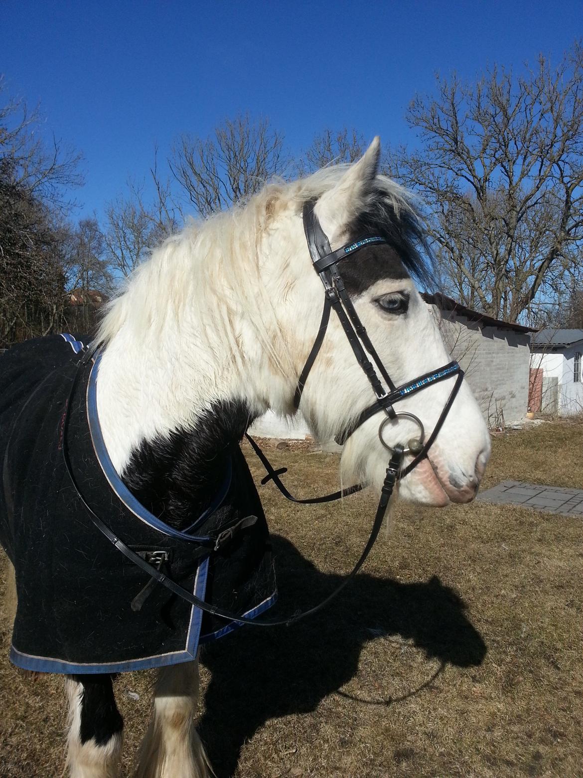 Irish Cob Willie McLeod billede 12