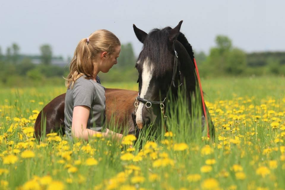 Welsh Cob (sec D) Fronerthig Black Rebel - 20/5/2013- Together always and for ever. billede 7