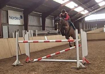 Dansk Varmblod Que tal "Solgt til USA" - Da jeg prøvede Que Tal billede 3