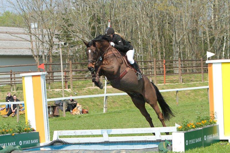 Dansk Varmblod Toftgaards Liberty billede 17