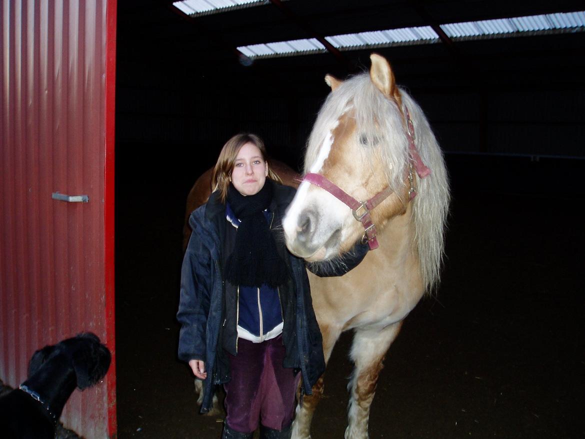 Haflinger Koldborg Stoffer billede 2