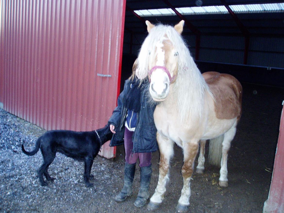 Haflinger Koldborg Stoffer billede 3