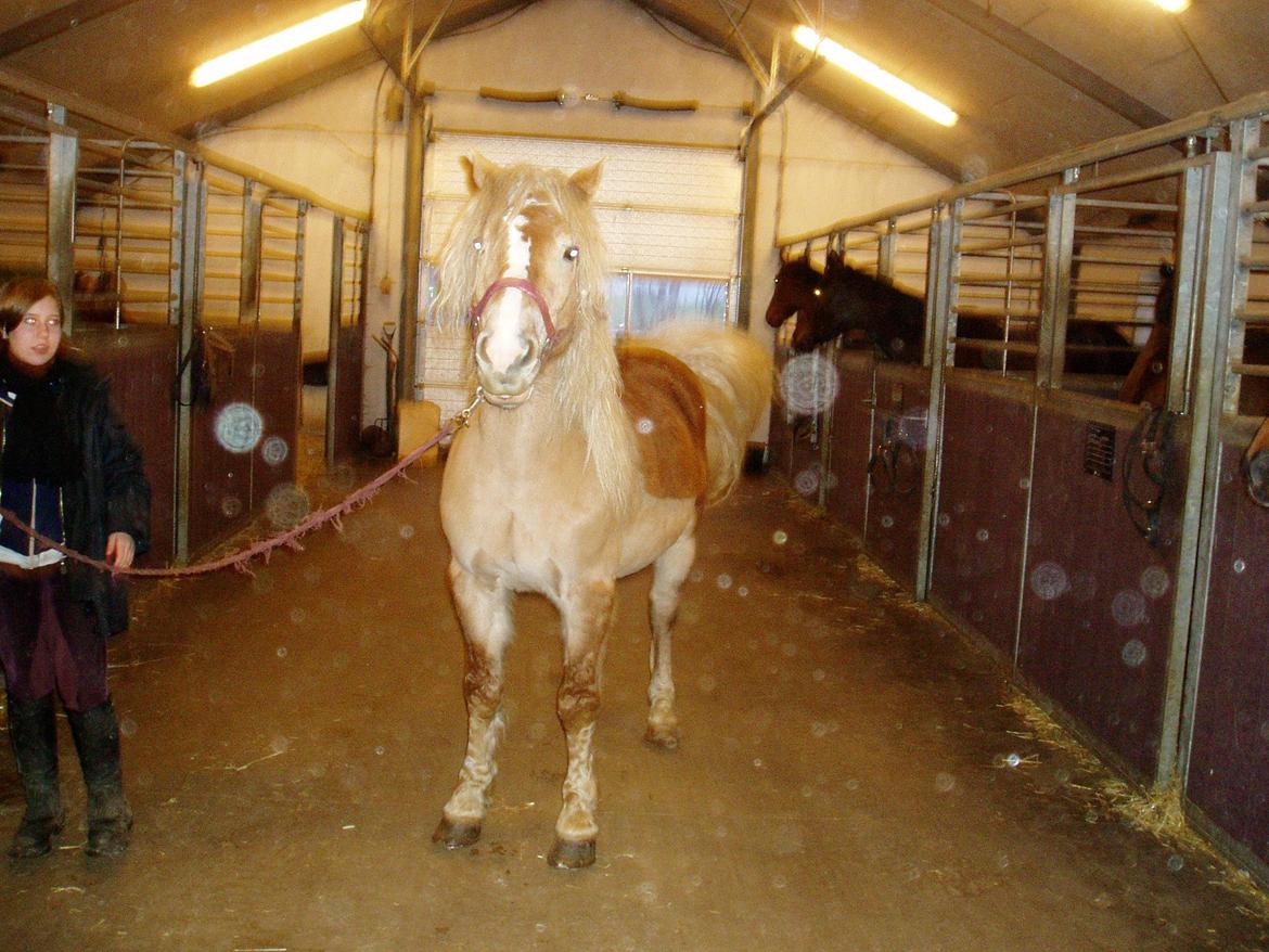 Haflinger Koldborg Stoffer billede 5