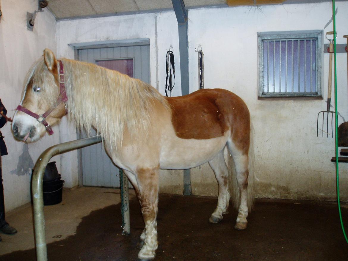 Haflinger Koldborg Stoffer billede 6