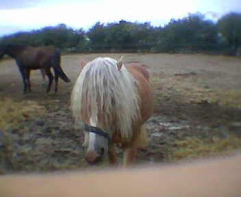 Haflinger Koldborg Stoffer billede 8