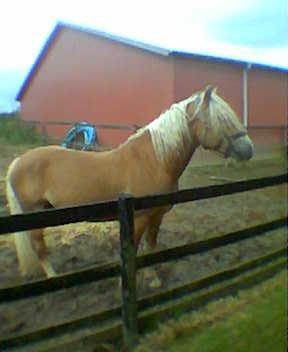 Haflinger Koldborg Stoffer billede 9