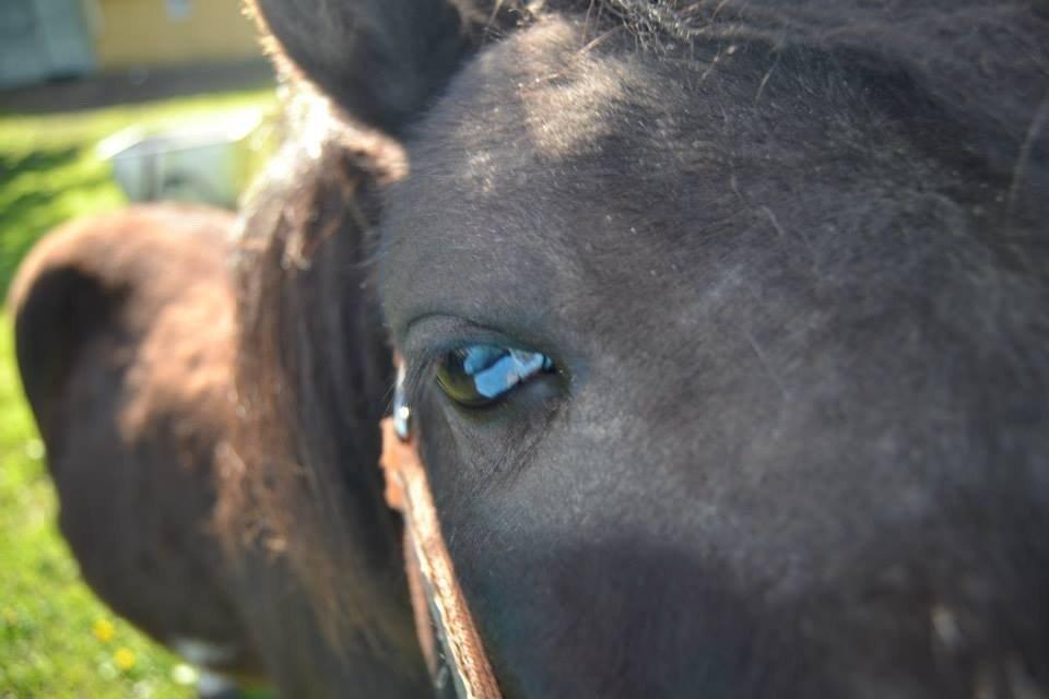 Anden særlig race Gizmo. (førhen Sky) billede 25