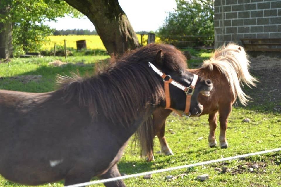 Anden særlig race Gizmo. (førhen Sky) billede 16