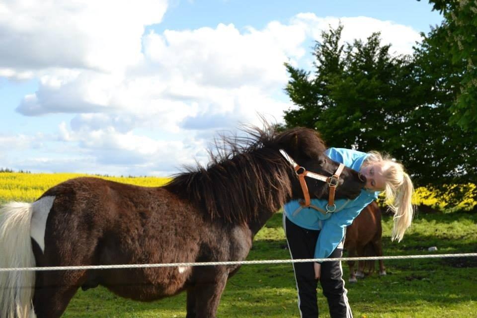 Anden særlig race Gizmo. (førhen Sky) billede 19