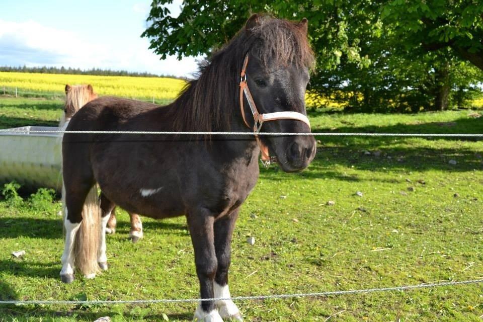 Anden særlig race Gizmo. (førhen Sky) billede 33