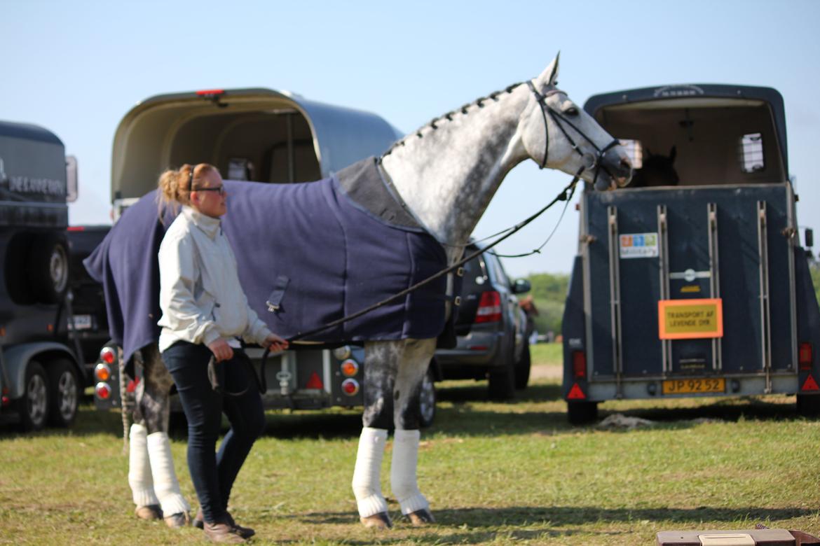 Hannoveraner Dusty billede 17