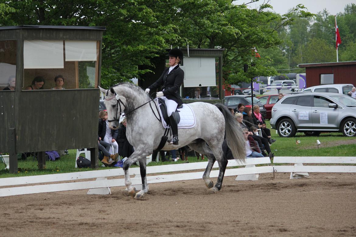 Hannoveraner Dusty billede 19