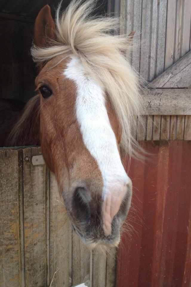 Anden særlig race Mac Gregor/Mags<333 - Hygge ved boksen <333 billede 10