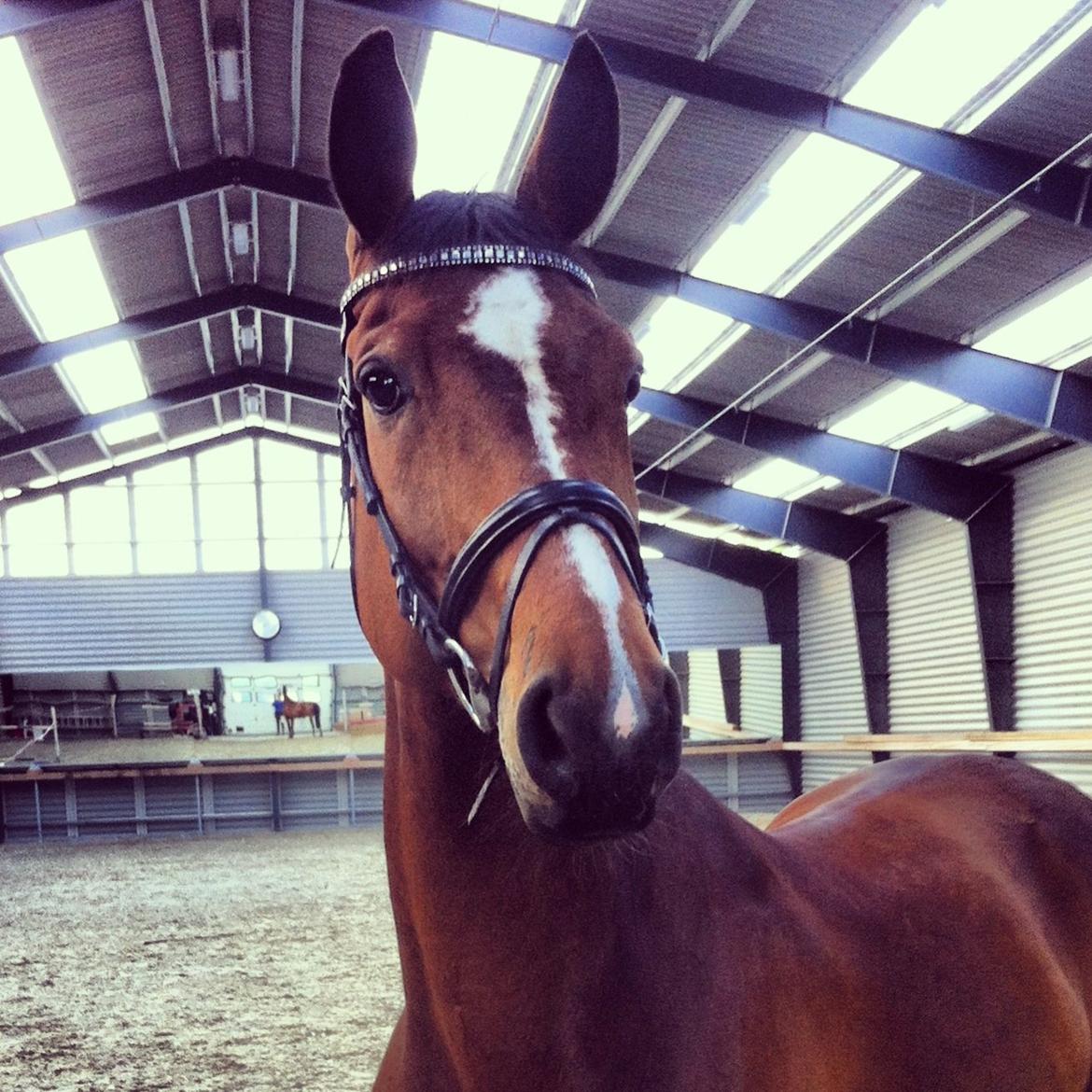 Dansk Varmblod Milans Mini Star - Smukke Mims :-) foto: Mig  billede 22